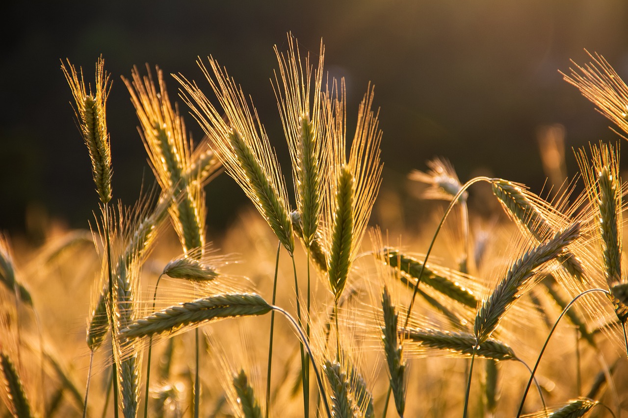 The Secrets of Ancient Egyptian Agriculture